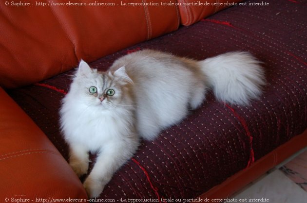 Photo de British longhair