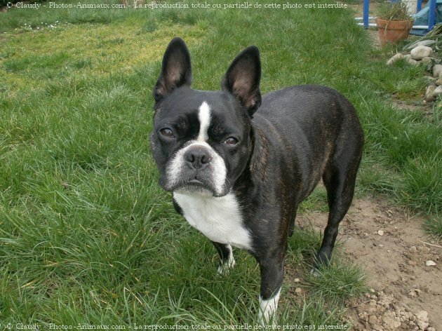 Photo de Boston terrier