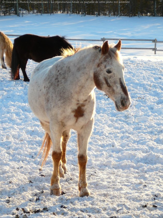 Photo d'Appaloosa