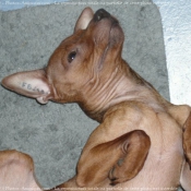 Photo de Pinscher nain