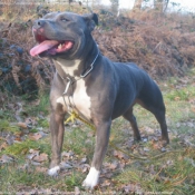 Photo d'American staffordshire terrier