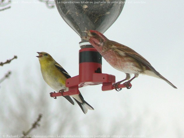 Photo de Races diffrentes