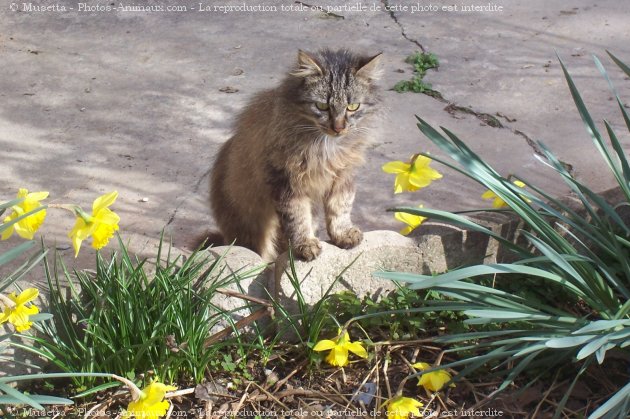 Photo de Chat domestique