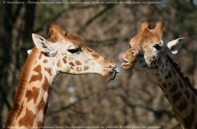 Photo de Girafe