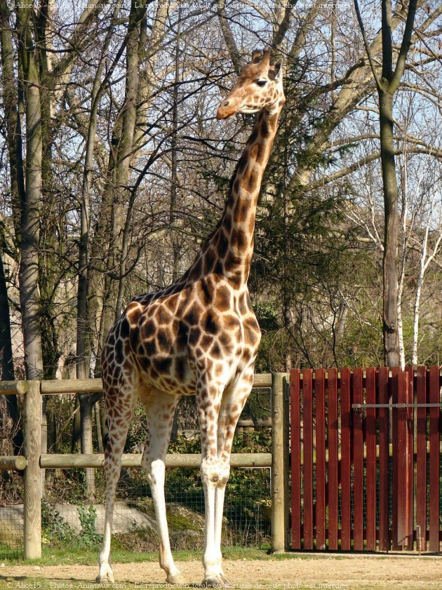 Photo de Girafe