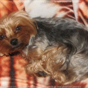 Photo de Yorkshire terrier