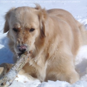 Photo de Golden retriever