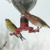 Photo de Races diffrentes