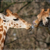 Photo de Girafe