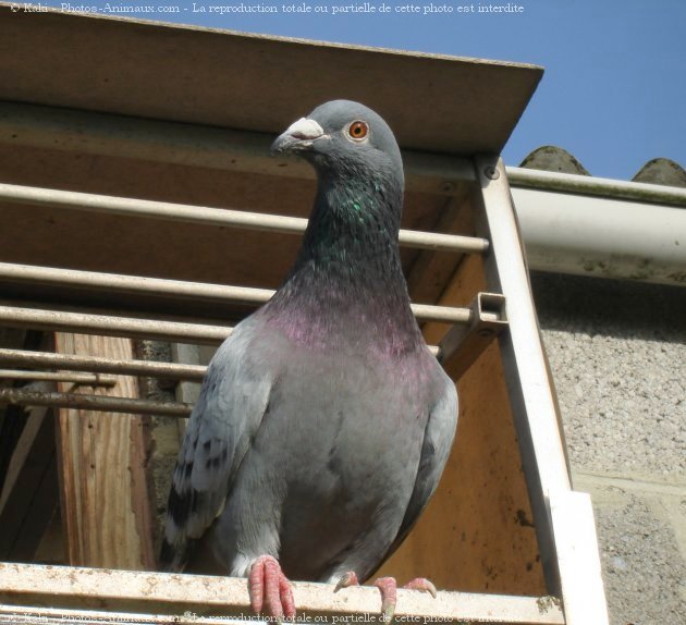 Photo de Pigeon