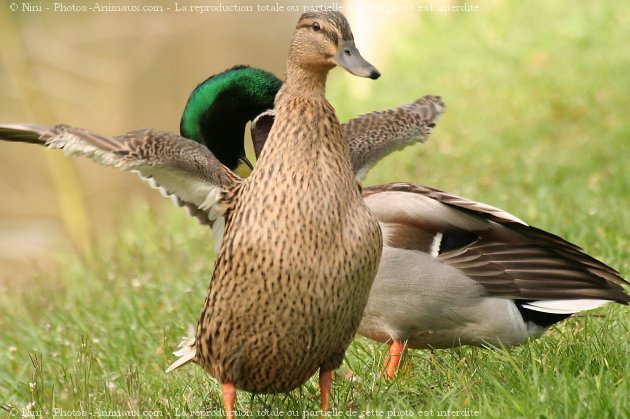 Photo de Canard