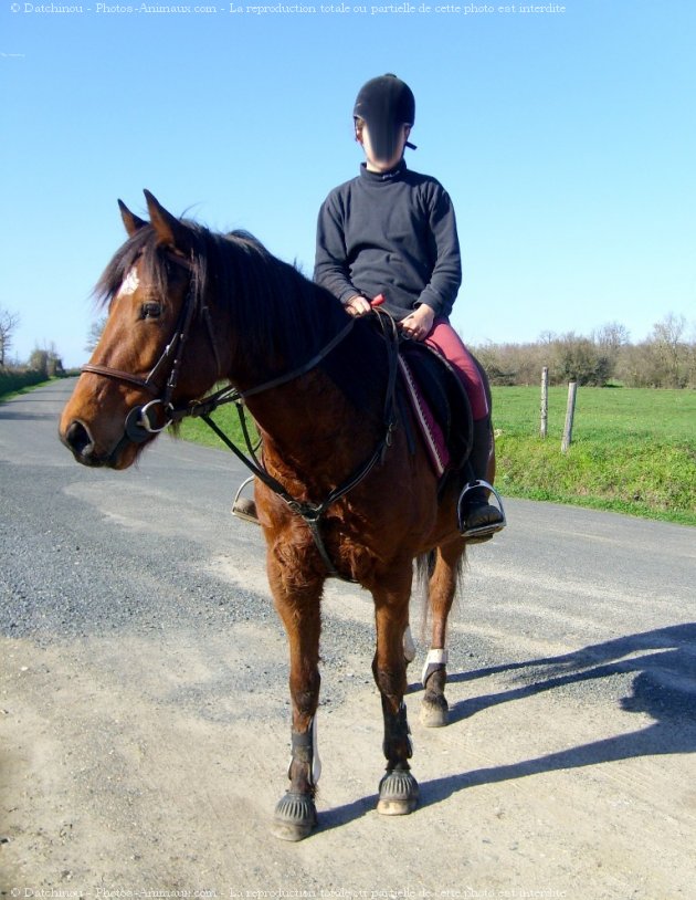 Photo de Poney franais de selle