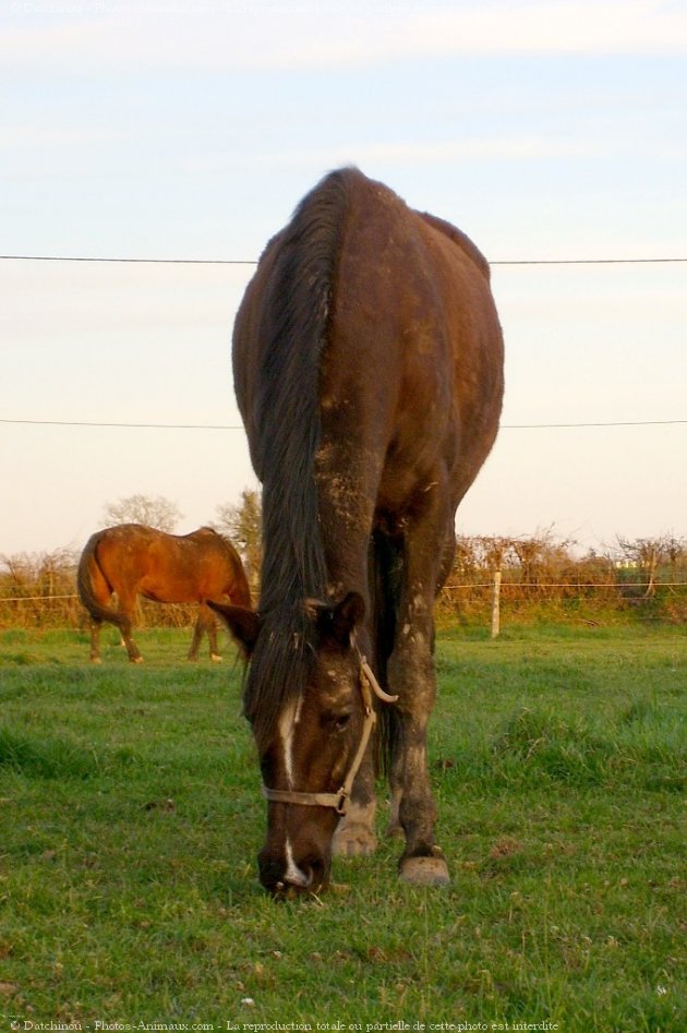 Photo de Trotteur franais