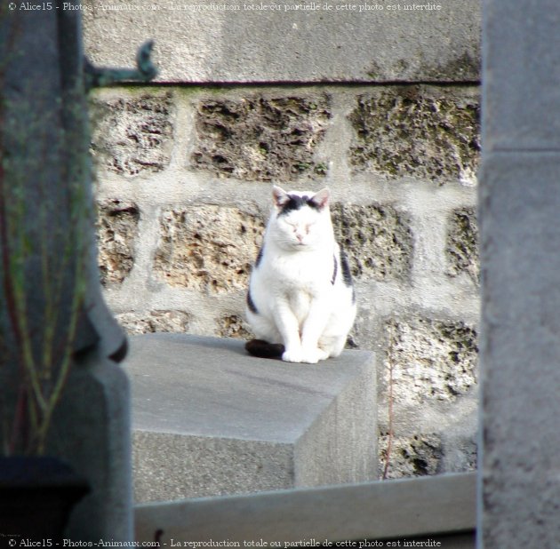 Photo de Chat domestique