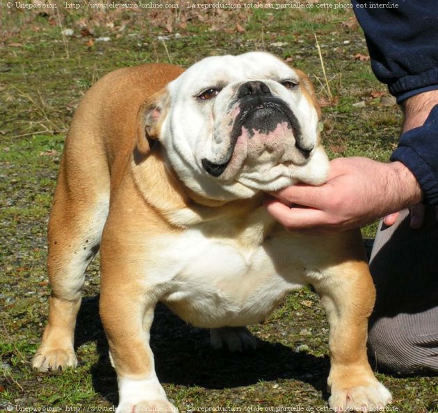 Photo de Bulldog