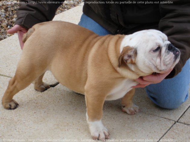 Photo de Bulldog