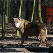 Photo de Loup