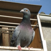 Photo de Pigeon