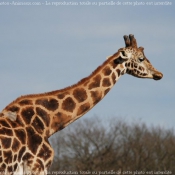 Photo de Girafe