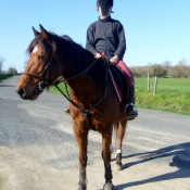 Photo de Poney franais de selle