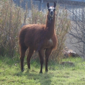 Photo de Lama