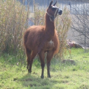 Photo de Lama