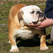 Photo de Bulldog