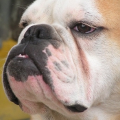 Photo de Bulldog