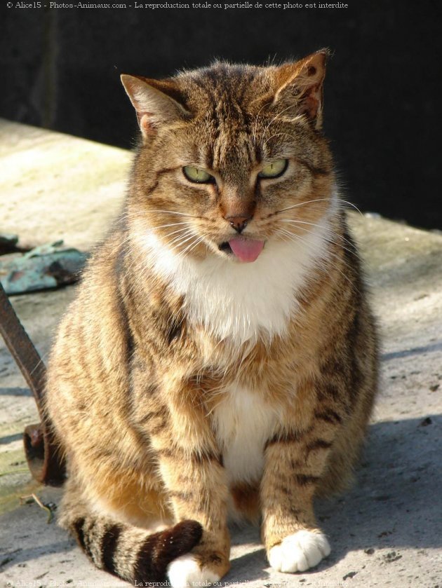 Photo de Chat domestique