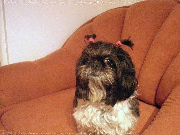 Photo de Shih tzu