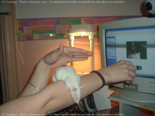 Photo de Rat