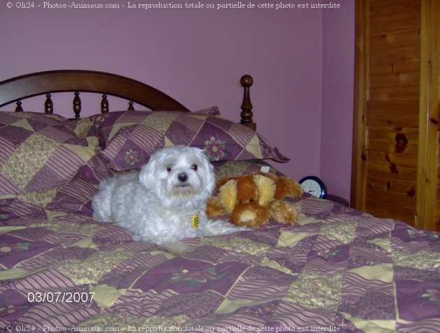 Photo de Bichon maltais