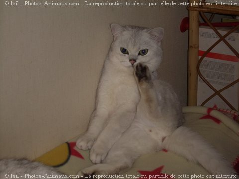 Photo de British shorthair