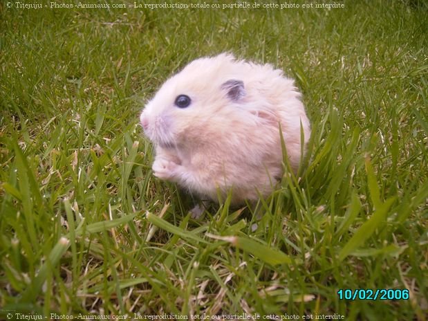 Photo de Hamster