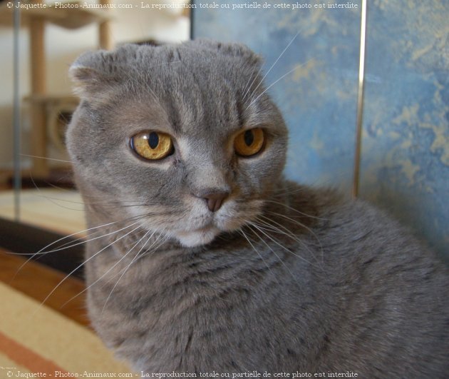 Photo de Scottish fold