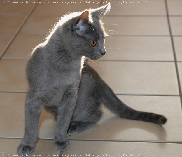 Photo de Chartreux