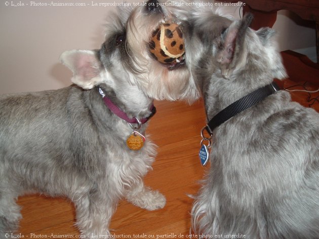 Photo de Schnauzer nain