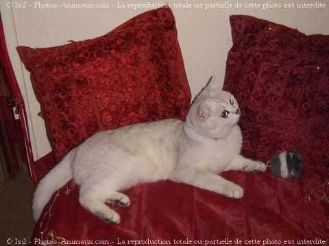 Photo de British shorthair