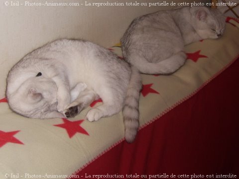 Photo de British shorthair