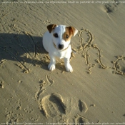 Photo de Jack russell terrier