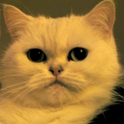 Photo d'Exotic shorthair