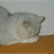 Photo d'Exotic shorthair