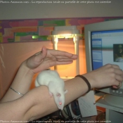 Photo de Rat