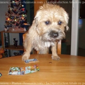 Photo de Border terrier