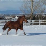 Photo de Quarter horse