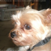 Photo de Yorkshire terrier