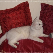 Photo de British shorthair