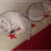 Photo de British shorthair