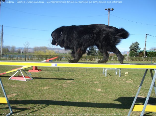 Photo de Chien de terre-neuve