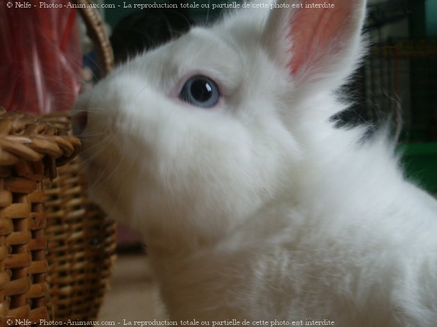 Photo de Lapin